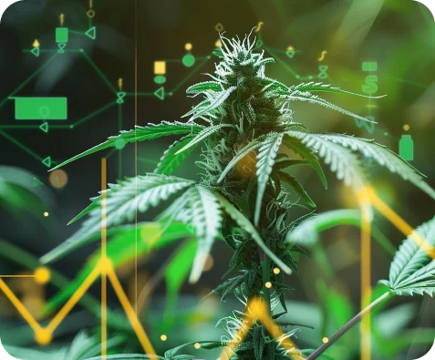 Build User-Friendly Websites That Boost Dispensary Sales